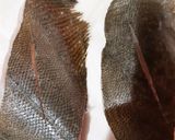 ヒラメの煮付け作り方1写真