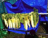 玄米漬け作り方1写真