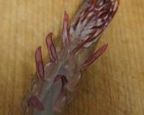 海老の味噌漬け作り方1写真