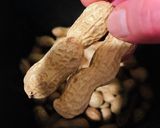 落下生　簡単な炒り方　懐かしいおやつ♡作り方6写真