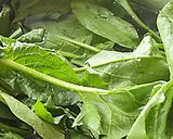 タイム塩で爽やか、ほうれん草のえび油炒め作り方1写真