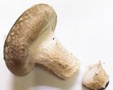 ご飯も進む！ゴマ香るアヒージョ作り方1写真