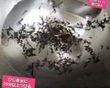 初、自家製白菜のひじき煮♡ストック作り方1写真