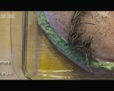 鶏むね肉のスタッフドチキン作り方4写真