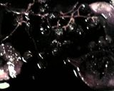 スペアリブの赤ワイン煮作り方3写真