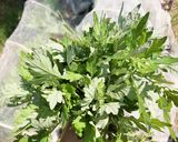 薬膳茶　自家製よもぎ茶で冷え改善作り方1写真