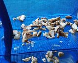 簡単！干ししいたけ作り方3写真