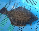 アマガレイの昆布締め作り方1写真