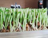 大根の皮と豆苗のツナ塩和え作り方2写真