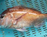 タイのかす汁作り方1写真