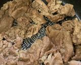 すき焼き作り方2写真