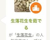 生落花生を茹でる作り方8写真