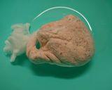鮭あらフレーク作り方7写真