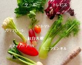 お好み野菜のバーニャカウダ作り方8写真
