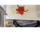 甘みそバーガー作り方7写真
