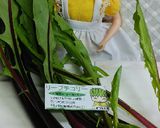 リカちゃん♡リーフチコリーピーナッツ和え作り方1写真