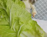 リカちゃん♡唐揚げ粉で白菜もやし野菜炒め作り方1写真