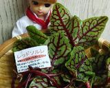 リカちゃん♡レッドソルレのバターソテーꕤ作り方1写真