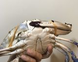 電鍋レシピ◢ワタリガニのおこわ-紅蟳米糕作り方2写真
