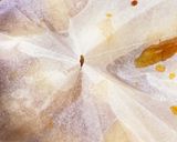 里芋の煮っころがし作り方15写真