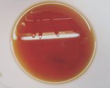 すき焼き風 焼きしゃぶロース肉きしめん作り方4写真