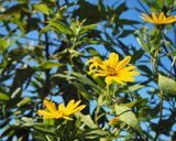 菊芋の甘酢漬け作り方8写真