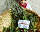 リカちゃん♡ケールレッドソレルサラダꕤ*作り方1写真