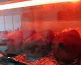 オーブンと炊飯器保温で、蜜トロ、焼き芋作り方10写真