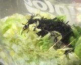 白菜のニンニク浅漬け作り方1写真