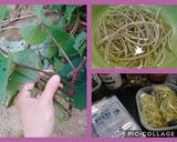 芋ずるの乾物作り方8写真