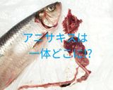 春告魚♬ニシンの下処理♬尾頭付き➕️寄生虫作り方30写真