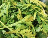 ごま香る♪春菊としらすのマヨポンサラダ作り方1写真
