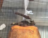 愛宕柿で干し柿作り方2写真