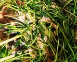 ツナと豆苗の卵炒め作り方7写真