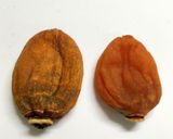 ★甘柿の干し柿(室内で時短7日で作る)作り方10写真