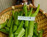 リカちゃん♡アスパラ菜の豚肉巻き作り方1写真