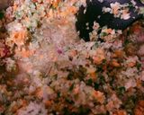 無添加！手作り野菜ブイヨン作り方3写真