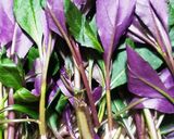 お年寄り絶賛シリーズ☆金時草、天麩羅☆作り方1写真