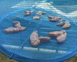 助子でなんちゃってカラスミ作り方8写真