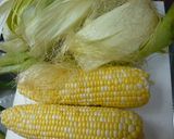 超簡単とうもろこしの茹で方作り方1写真
