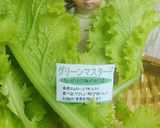 リカちゃん♡グリーンマスタード豚生姜焼き作り方1写真