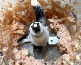 鶏つくねのみぞれ煮作り方1写真
