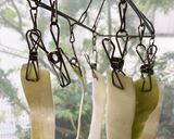 大根の皮で栄養満点！お味噌汁作り方1写真