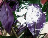 お年寄り絶賛シリーズ☆金時草、天麩羅☆作り方2写真