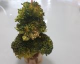 ブロッコリーの簡単クリスマスツリー作り方2写真