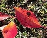 わざわい転じて芋となる作り方3写真