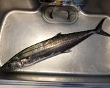 サワラの炙りおろしネギぽん酢作り方1写真