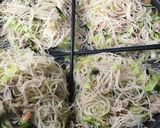ビーフン春巻き作り方11写真