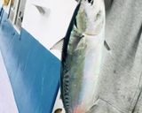 海釣り ソウダガツオ 刺身 釣り当日限定作り方2写真