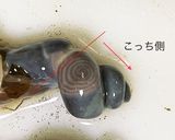 サザエの捌き方&刺身の作り方作り方10写真
